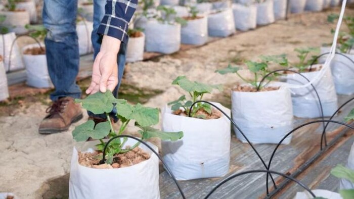 ग्रो बैग में पौधे उगाने का जानें आसान तरीका और इसके फायदे, फोटो साभार: freepik