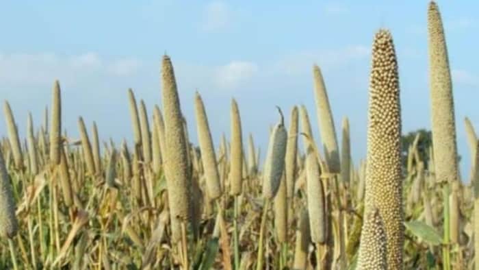 अंतर्राष्ट्रीय मिलेट्स सम्मेलन में मोटे अनाज पर जागरूकता कार्यक्रम का किया आयोजन