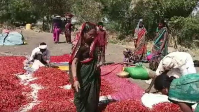 नांदेड़ में उगाई जाने वाली देगलुरी मिर्च