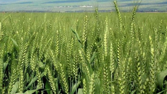 प्राकृतिक विधि से बोई गई गेहूँ की फसल