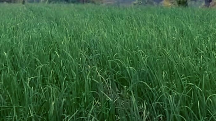 यूपी का मिर्जापुर बनेगा प्याज और लहसुन उत्पादन का हब