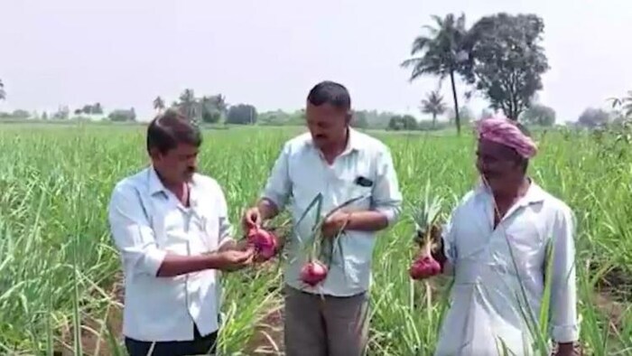 सांगली के किसान हनुमंत शिरगावे ने उगाया 800 ग्राम का प्याज