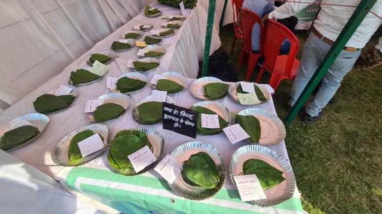 बुंदेलखंड में उपजाई जा रही पान की 5 प्रजातियों को किसान मेला में पेश किया गया