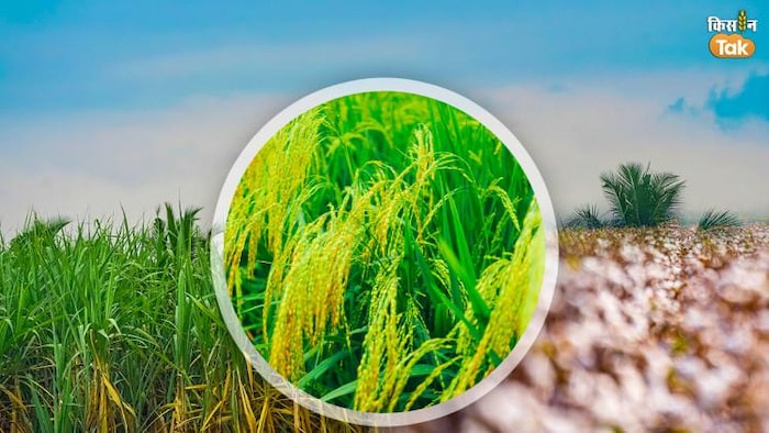 धान, कपास और गन्ने की फसल में सबसे अधिक पानी का खर्च होता है