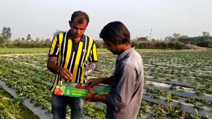 पठानकोट के युवा किसान ने शुरू की स्ट्रॉबेरी की खेती