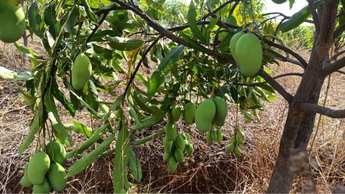 पेड़ में लगे कच्चे आम        फोटोः किसान तक