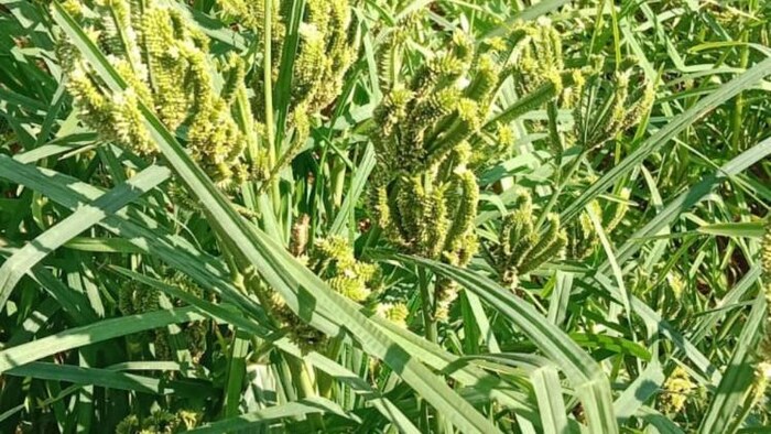 रागी की खेती को गुमला जिले में दिया जा रहा बढ़ावा         फोटोः किसान तक