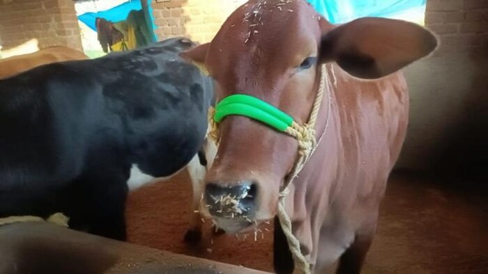 गौशाला में खड़ी गाय फोटोः किसान तक