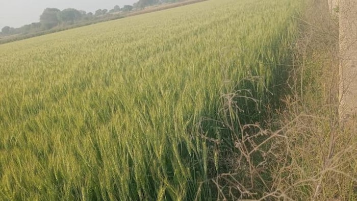 खेत में लगी गेहूं की फसल फोटोः किसान तक