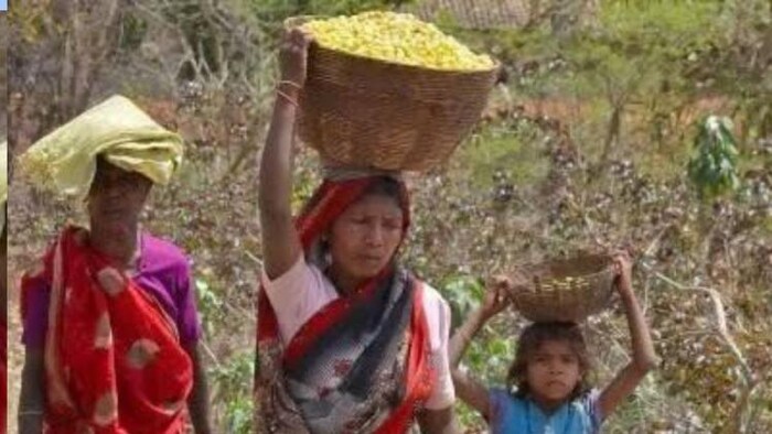 महुआ चुनकर लालीं महिलाएं फोटोः किसान तक