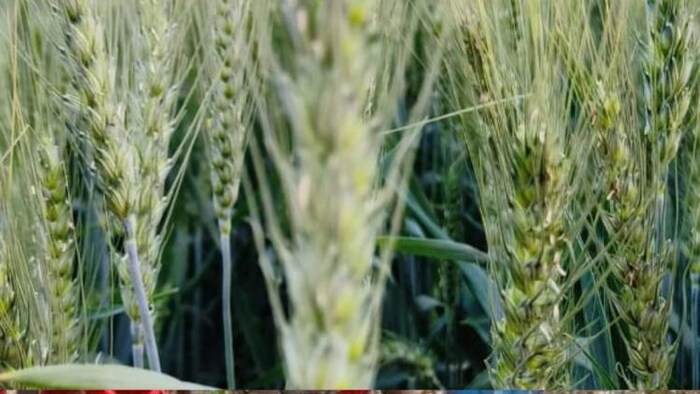 किसानों के लिए जरूरी सलाह फोटोः किसान तक