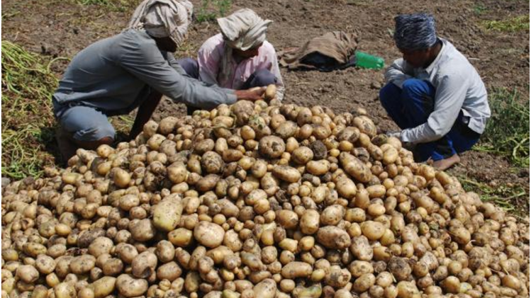 Potato Prices: आलू उत्पादन बेहतर होने के बाद नहीं हो रहा किसानों को मुनाफा, जानें क्यों?