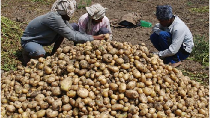 आलू का हुआ बंपर उत्पादन