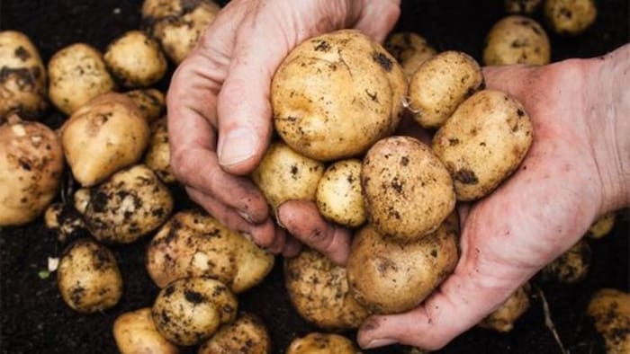 Potato Farming: आलू की खेती कर रहे किसानों के लिए तैयार किया गया नया मोबाइल ऐप