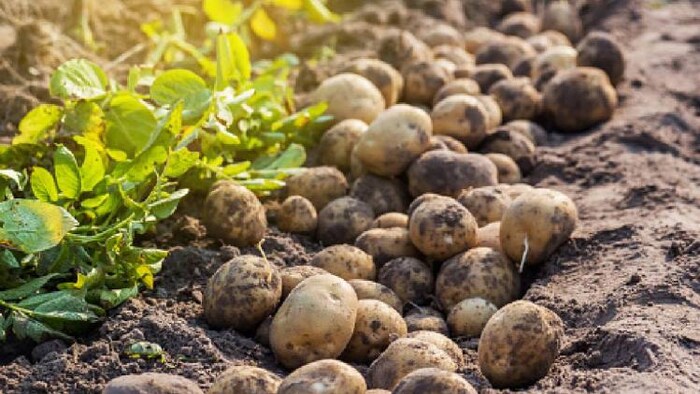 आलू के दाम कम मिलने से बंगाल के किसान नाराज हैं