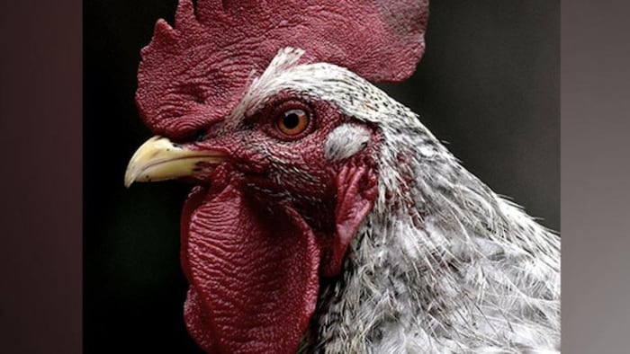 भूटान के किसान बायोगैस से पोल्ट्री फार्म को गर्म रखते हैं