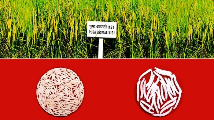 क्यों इतनी लोकप्रिय है पूसा बासमती-1121 किस्म (Photo-IARI).
