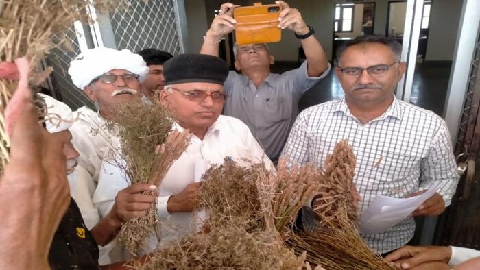 जालोर में भारी बारिश और ओलावृष्टि से फसलों का भारी नुकसान