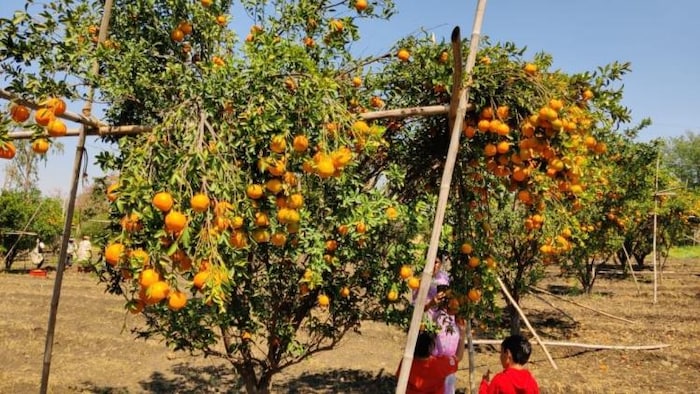 राजगढ़ में बड़े पैमाने पर होती है संतरे की खेती