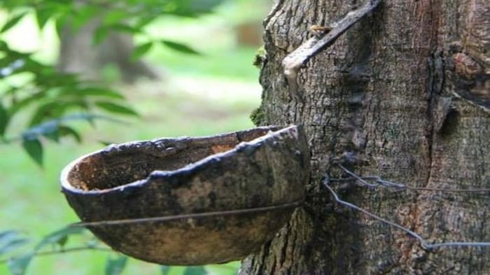 केरला में होता है रबर का सबसे अधिक उत्पादन