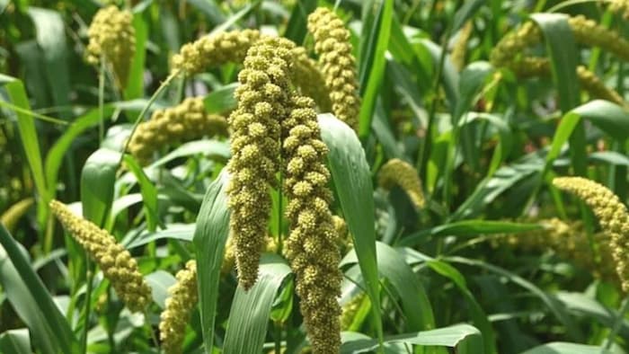 मोटे अनाज के लिए इस विश्वविद्यालय ने बनाया नया फसल चक्र