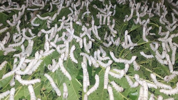 रेशम की खेती से किसानों को हो रहा हैं लाभ