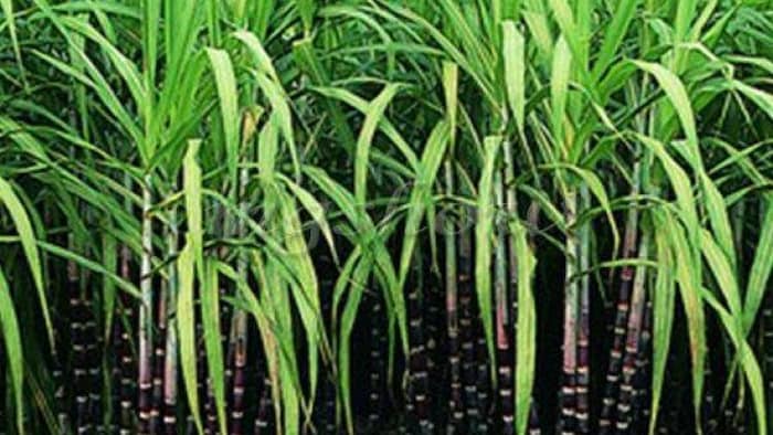 गन्ना किसानों को इस साल गन्ना का बीज लेने के लिए करना होगा ऑनलाइन पंजीकरण