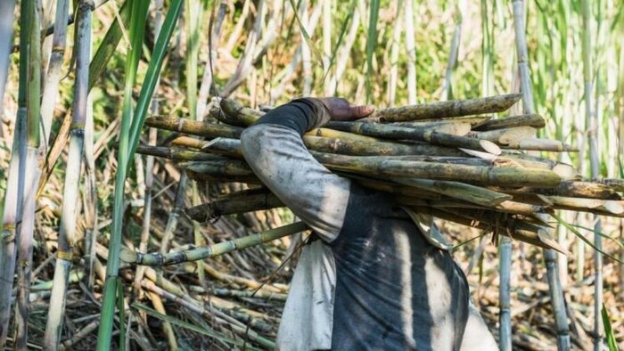 यूपी सरकार का दावा : गन्ना की उपज में लगातार हो रहा इजाफ, फोटो साभर : फ्रीपिक