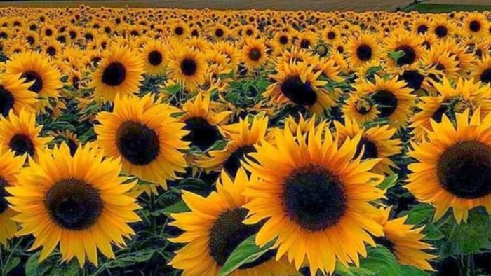 सूरजमुखी की उन्नत किस्में