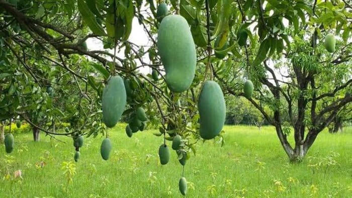 रीवा के सुंदरजा आम के बगीचे, फोटो साभार: twitter