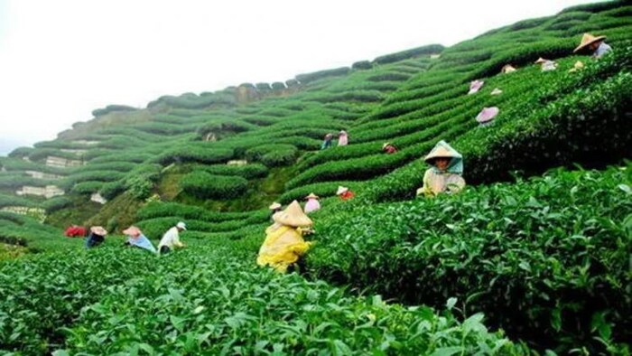 कांगड़ा चाय को मिली नई पहचान, यूरोपीय संघ से मिला GI Tag