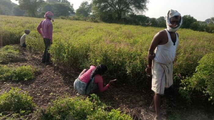 फसल की कटाई के समय पैदावार के सटीक आंकड़े जुटाने के लिए यूपी में चल रहा है अनूठा प्रयोग