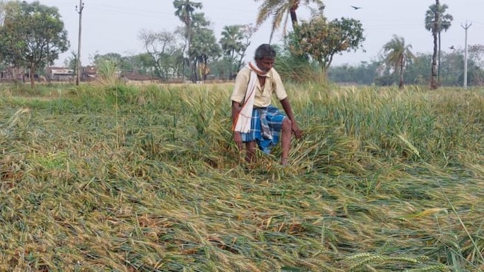 बिहार में बारिश ने बडे़ स्तर पर नुकसान पहुंचाया है