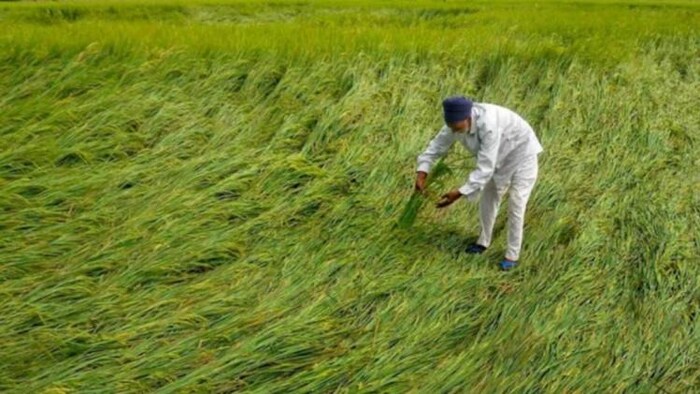 गेहूं की फसल को हुए नुकसान का कृषि वैज्ञानिक कर रहे हैं आकलन, सांकेतिक तस्वीर