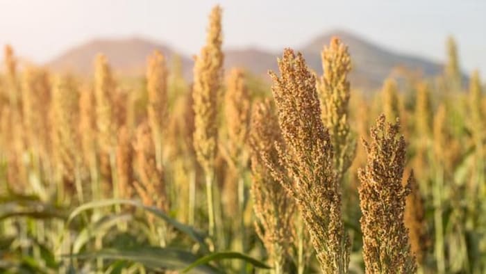 बाजरा उत्पादन में अव्वल है राजस्थान, फोटो साभार: freepik