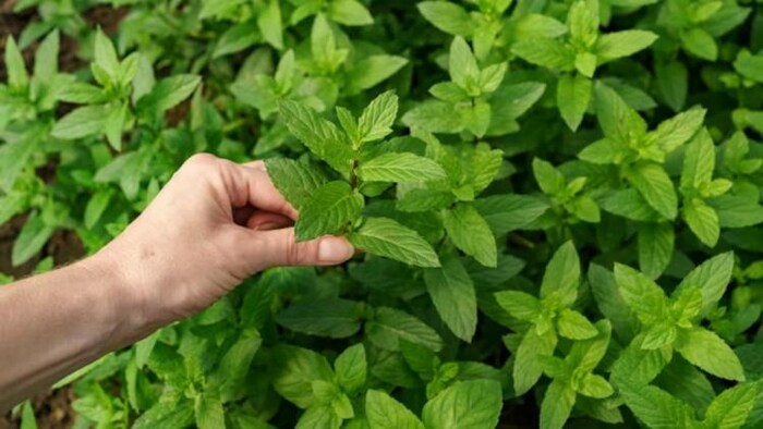 किचन गार्डन के हैं शौनिक तो इन तीन जड़ी बूटी वाले पौधे को लगाएं, फोटो साभार: freepik