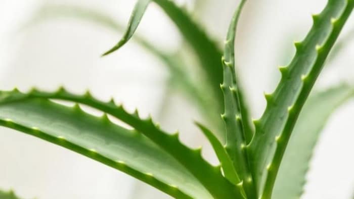 एलोवेरा की पत्तियों को पीला होने से कैसे बचाएं, फोटो साभार; freepik