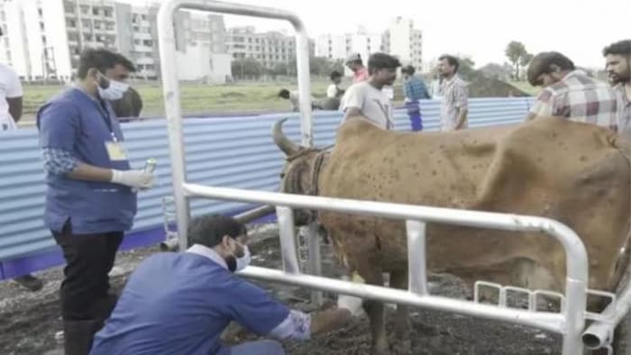 पशुओं के घाव पर कीड़े पड़ने पर ऐसे करें इलाज