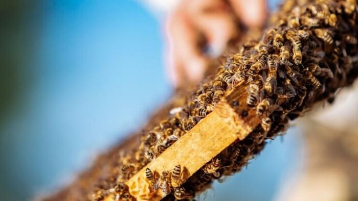 बिहार में मीठी क्रांति को बढ़ावा, फोटो साभार: freepik