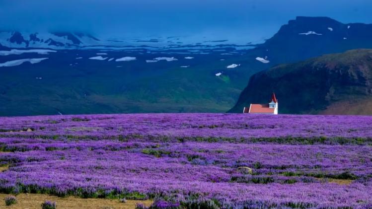 जम्मू में की जा रही कमल ककड़ी और लेवेन्डर की खेती की बात