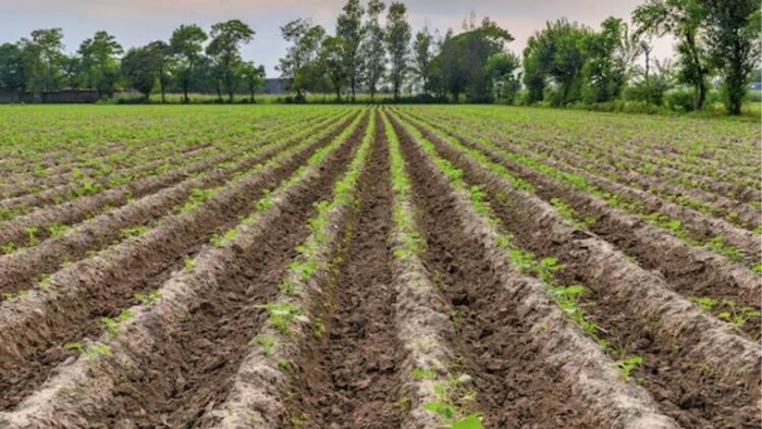 अब बिहार के किसानों को लीज पर दी जाएगी जमीन, फोटो साभार: freepik