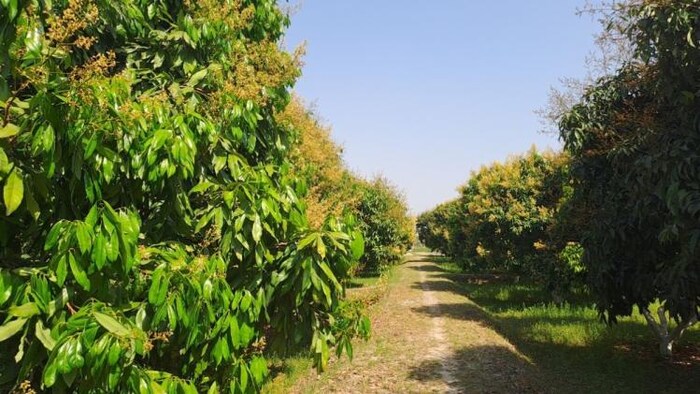 लीची की अच्छी उत्पादन होने की उम्मीद