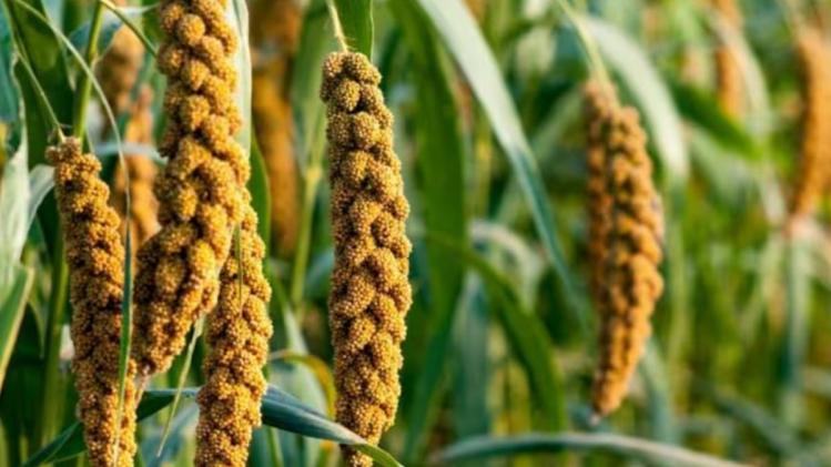 पौष्टिक मोटे अनाज और फसलों के महत्व पर कार्यक्रम का आयोजन