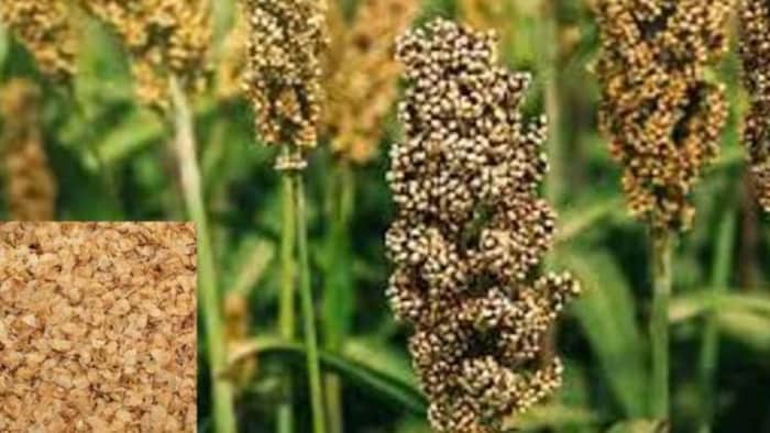 मोटे अनाज अंतरराष्ट्रीय वर्ष की घोषणा के बाद बिक्री में हुई 30 फीसदी की वृद्धि