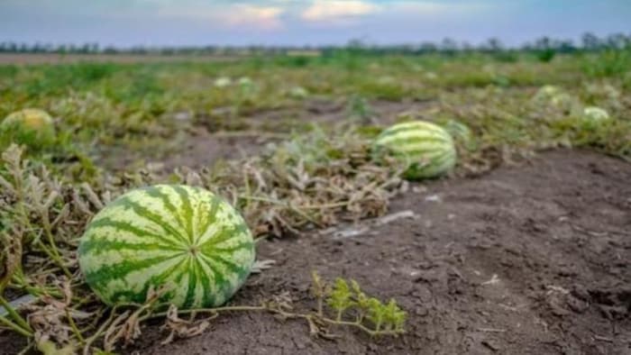 गेहूं की कटाई के बाद किन फसलों की खेती करें किसान, सांकेतिक तस्वीर
