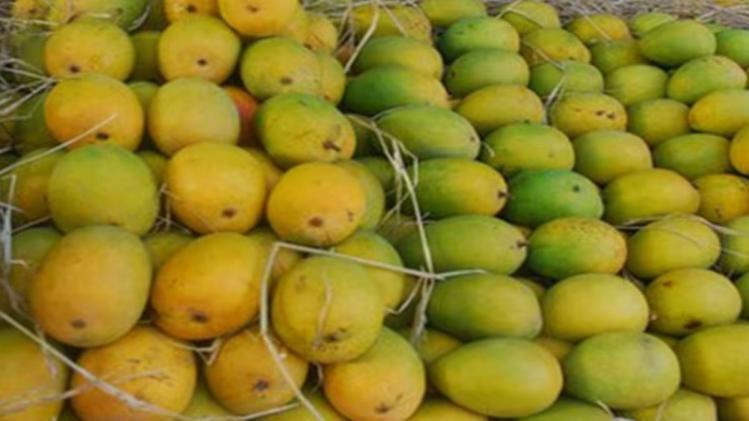 देश के सभी राजभवन चखेंगे जर्दालु आम का स्वाद, बिहार कृषि विश्वविद्यालय भेजेगा खेप