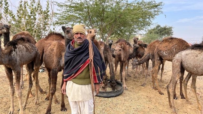 उष्ट्र संरक्षण योजना के तहत एक महीने में आए 16 हजार आवेदन. फोटो- माधव शर्मा