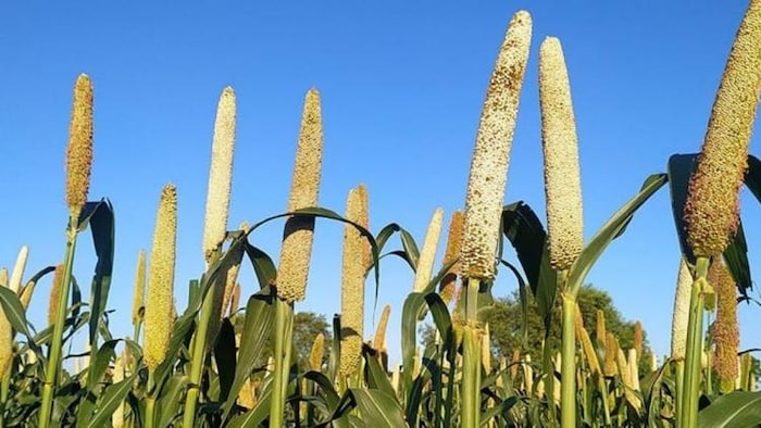 बाड़मेर के गुड़ामालानी में बनेगा बाजरा अनुसंधान केन्द्र.