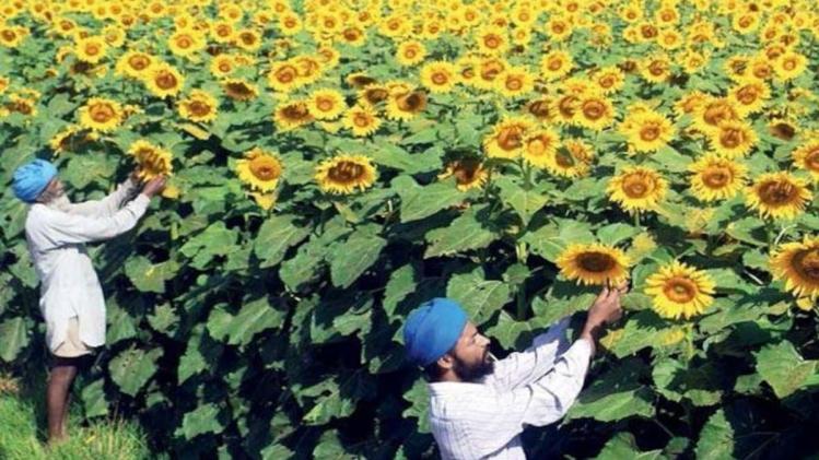 आलू की खुदाई के बाद करें सूरजमुखी की खेती, जानें बुवाई का सही समय और उन्नत किस्में 