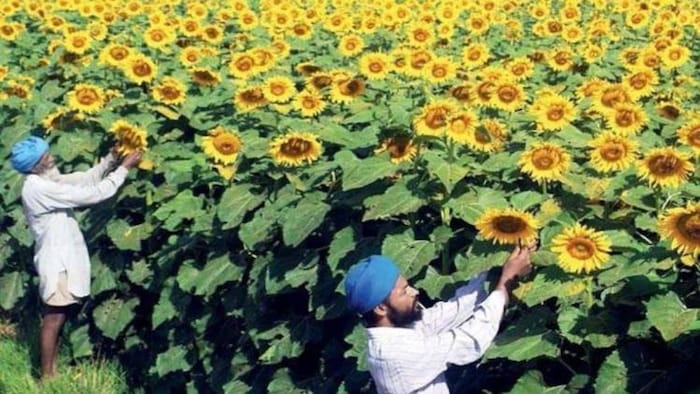 सूरजमुखी की खेती करने का तरीका और बुवाई का सही समय